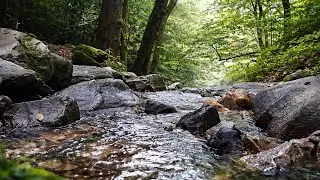 🌊🌿Gentle River Flow Through Jungle Rocks | Relaxing Nature Sounds for Sleep, Study & Meditation 🧘