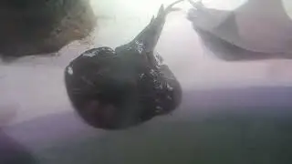 Eastern Fiddler Ray (Trygonorrhina fasciata)
