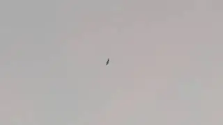 Common Nighthawk Dive - Savannah NWR