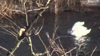 Swans-clip1a