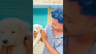 Yellareddypet Jatharalo Puppie&rsquo;s #01vlogs #ranjithreddee #yellareddypet