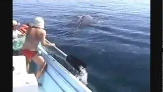 Amazing Humpback Whale Rescue & It's Joy After Being Set Free (2011)