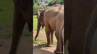 Elephant Jungle Sanctuary