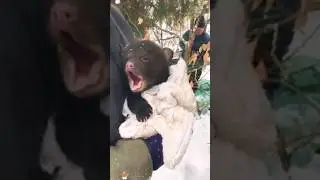 Rescuing a lost bear#us #animals #youtube #funnyanimals #friendship #foryou #us