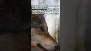 Why Wolves Work Best In Packs