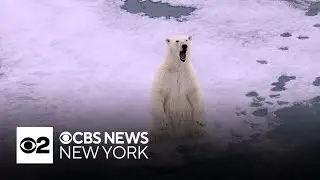 Polar bears in parts of Norway thriving despite shrinking ice