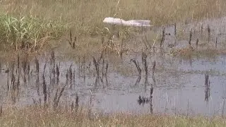 City of San Angelo battles mosquito surge with daily spraying