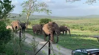 The Thula Thula herd visiting me at the house