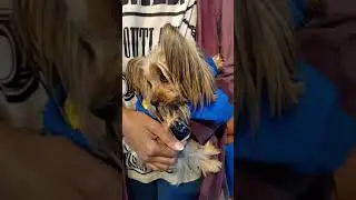 LONG HAIR DOG BREED##shorts #dog #pet