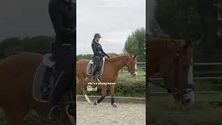 SOFT CONTACT while riding young horses 🐴 #equestrian #horse #dressage #younghorse