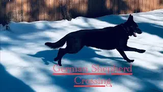Slow Motion Gallop Across The Snow ❄️ Off Leash German Shepherd exercise #germanshepherd #dog
