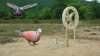 Creative Simple Bird Trap Using Bicycle Legs & Woods | Installing Bird Trap