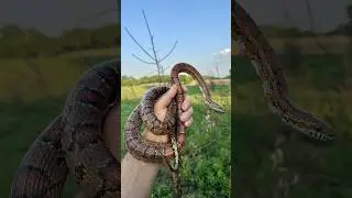 Beautiful corn snake we found in north Alabama 🧡