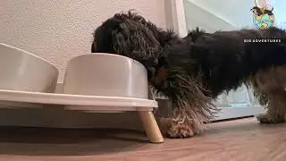 POV: A Mini Dachshund vs His Dinner Puzzle😕#dieseltheminidachshund