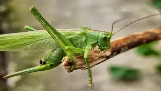 Mecopoda nipponensis