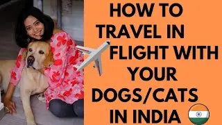 How to travel with pets in Flight in India, pets in airlines cabin and cargo,