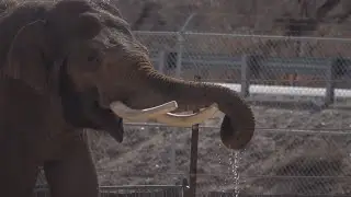 Elephant at ABQ BioPark successfully treated for tuberculosis