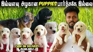 Quality Lab Puppies 🐶 Kennel | Labrador Puppies for Sale | Delivery Available | Vj Machi