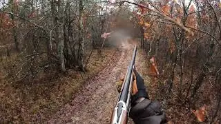 Success in MI Grouse woods, Dec 2023!