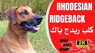 Le Rhodesian Ridgeback est un chien de compagnie reconnaissable &agrave; la cr&ecirc;te sur son dos