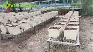 Perfect Grow Buckets for Hydroponic Enthusiasts