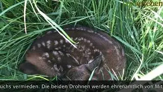 Kitzrettung mit der Drohne und W&auml;rmebildkamera | Jungwild-Rettung | Drohnen-Flug bei Rehkitz-Suche