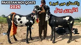 Number 1 Lailpruri Goats in Pakistan || Top Class Beetal Goats in Pakistan || Biggest Beetal Goats