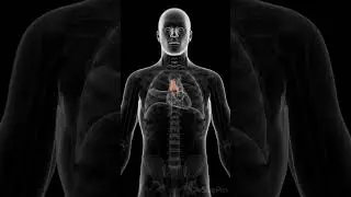 🔬 The Thymus Gland: A Vital Player in Your Immune System 🔬