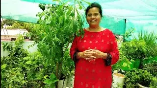 June-July मे ये 8 Gardening के काम करना || Seasonal gardening tips
