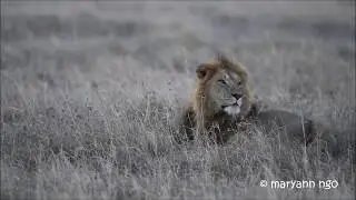 Dinnertime? Caesar2 counting wildebeest ;) , a full lion, Rekero Males coalition