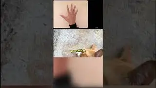 Review of the Exaggerated Hands-on with Gemini: Interacting with multimodal AI video by Google.