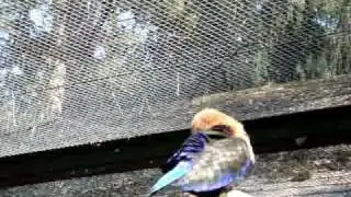 Blue-bellied roller