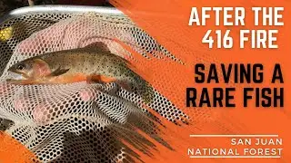 San Juan National Forest: Saving Trout after the 416 Fire