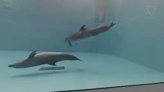 Abnormal behavior of dolphins [Umigatari Aquarium]