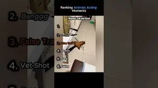 🐶Ranking Animals Acting Moments🎬