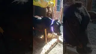 हमारी गाय माता की अदभुत चमत्कारी 🔥#shorts #viral #trending #magic #cow