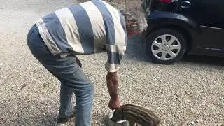 Lot-et-Garonne : D&eacute;d&eacute; le marcassin, star du village
