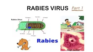 Rabies Virus Structure Morphology