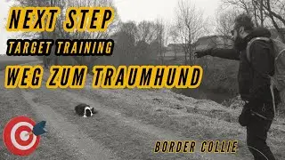 Mach dieses Training mit deinem Border Collie Hund - Targettraining Schritt f&uuml;r Schritt Anleitung