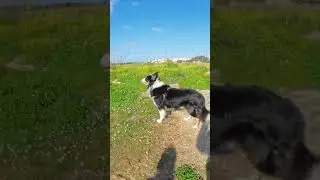 Another Walk with Zeus &ndash; Daily Adventures! 🐶🚶