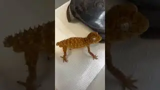 Knob tail gecko threat display #lizard #gecko #reptile #pushups #dramatic #awesome #animal #wildlife