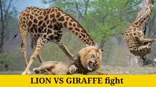 LION VS GIRAFFE ∆ Brave Giraffe Kick Five Lion To Save Baby ∆Crocodile Vs Lion,Leopard,Antelope