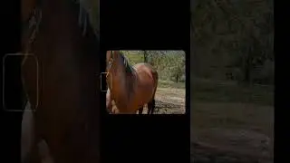 Horse Short Video #animal #nature #horse #horselove #relax #asmr