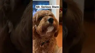 Cavapoo Super Power (Stare).