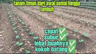 cara menanam timun langsung pada bedengan