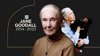 Jane Goodall, Renowned Chimpanzee Expert and Conservationist, Dead at 91