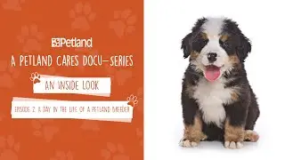 Petland - An Inside Look - Mini Docu-series Episode 2: A day in the life of a Petland Breeder (2020)