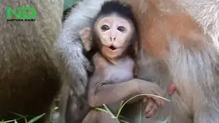 New born baby monkey Timo learn to cry first time, full activities of adorable baby monkeys