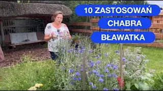 Chaber Bławatek - Zaskakuje Aż 10 Zastosowaniami