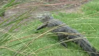 It's alligator mating season, when alligators go from 1 pond to another pond. The Villages, Florida